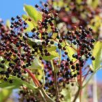 Rezept Hollerküchel