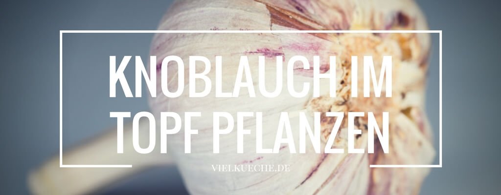 Knoblauch Im Topf Pflanzen Tipps Tricks